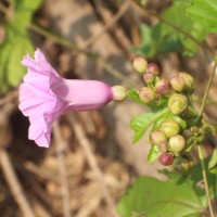 Ipomoea mauritiana Jacq.